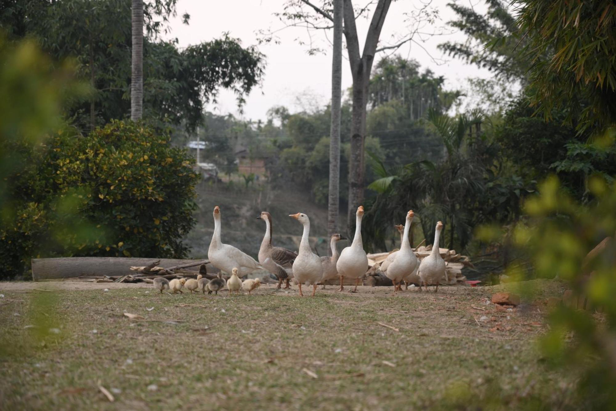 Landmark Woods Hotel Kaziranga Luaran gambar
